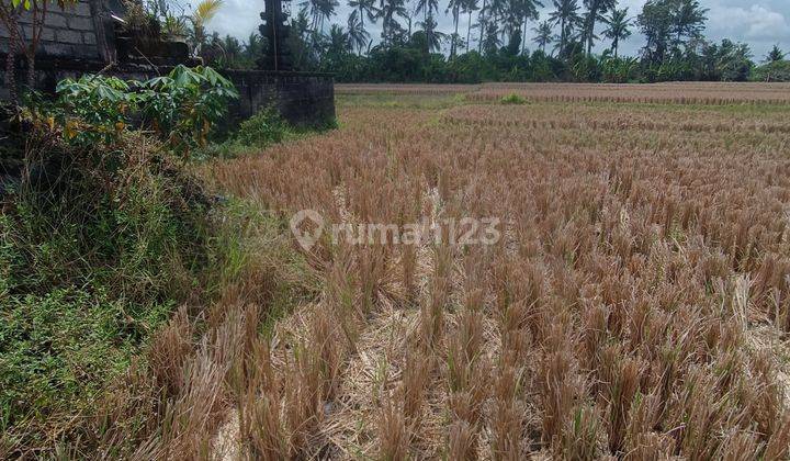 TANAH MURAH VIEW SAWAH ABADI DI UBUD COCOK VILLA RENTAL  2