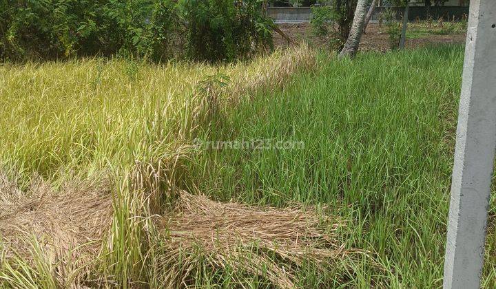 TANAH VIEW JUNGLE CANTIK DI LODTUNDUH SIAP BANGUN  1