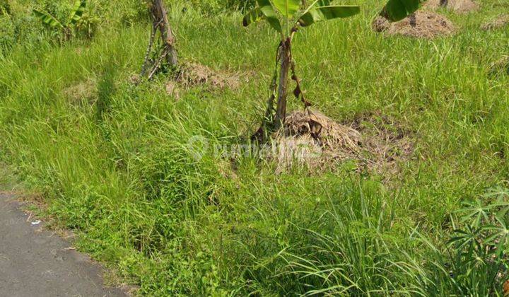 TANAH VIEW SAWAH KEREN COCOK VILLA RENTAL DI GIANYAR  1