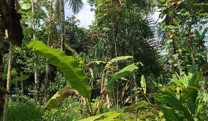 TANAH VIEW SUNGAI JUNGLE CLIFF TERMURAH DI UBUD AREA 1