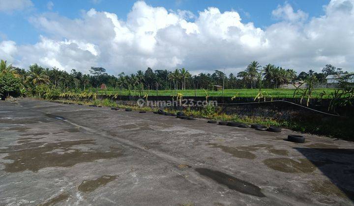 TANAH TERMURAH DEKAT JALAN RAYA PEJENG KAJE VIEW CANTIK 1