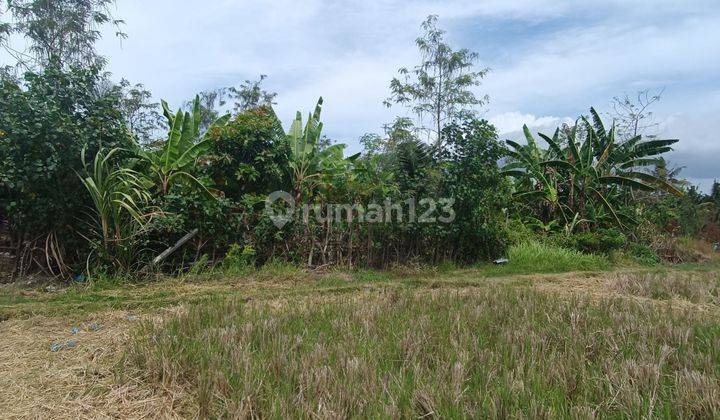 COOL RICE VIEW LAND SUITABLE FOR VILLA COMPLEX  1