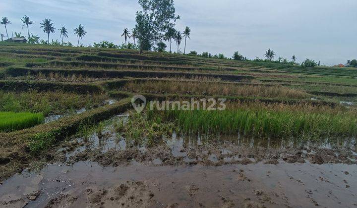 THE MOST CHEAPEST LAND IN PERERENAN VIEW TERRACED RICE  2