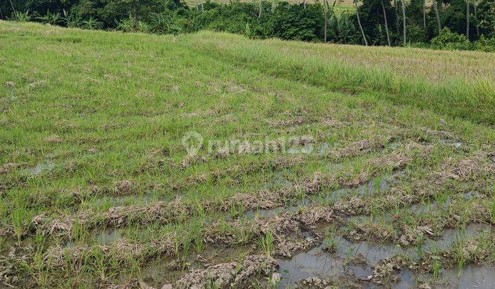 TANAH VIEW CANTIK SIAP BANGUN HARGA MURAH DI PERERENAN  2