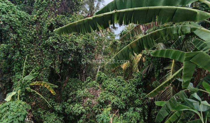 LAND VIEW RIVER JUNGLE RICE POWDER COOL ASPHALT ROAD 1