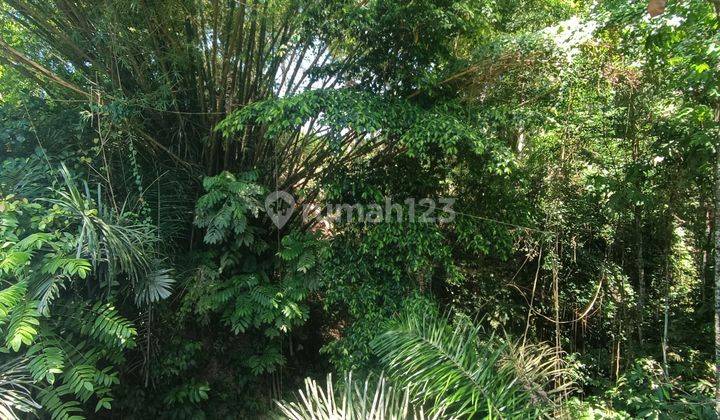 TANAH LOS SUNGAI DAN SAWAH KEREN COCOK VILLA RENTAL  2