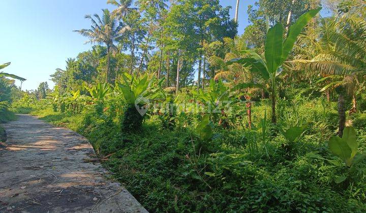 TANAH VIEW JUNGLE PALING MURAH DI UBUD AREA  2