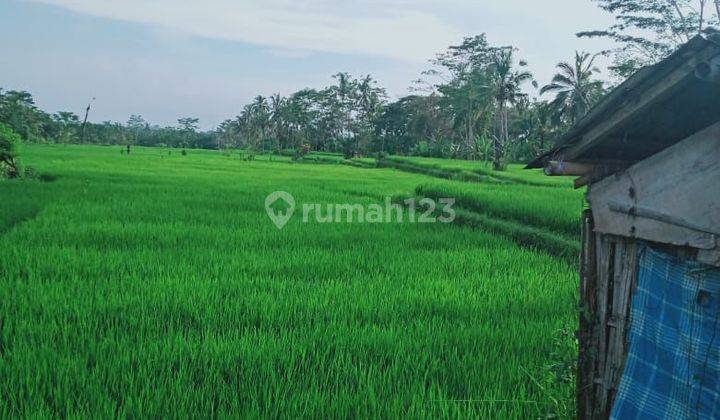 TANAH DENGAN VIEW LAUTAN SAWAH DAN KEBUN KEPALA CANTIK  1