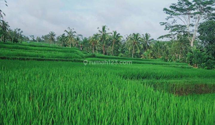 TANAH DENGAN VIEW LAUTAN SAWAH DAN KEBUN KEPALA CANTIK  2