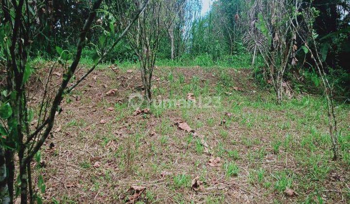 THE CHEAPEST VALLEY VIEW GARDEN LAND IN TEGALALANG SUITABLE FOR A VILLA  1