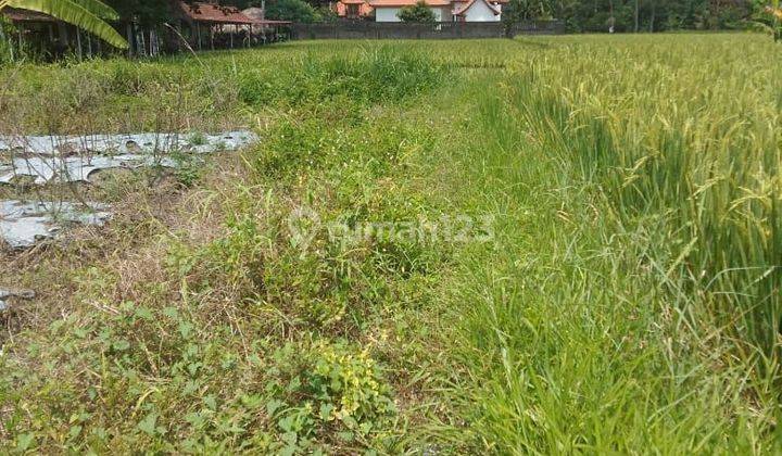 BEAUTIFUL RICE VIEW LAND SUITABLE FOR VILLA RENTAL  2