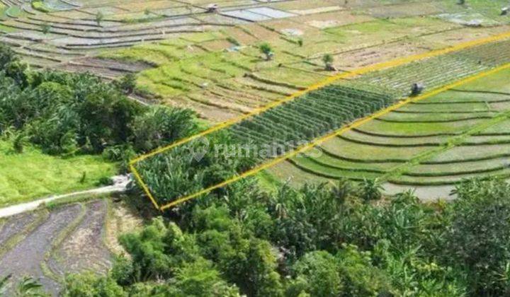 CHEAP LAND IN KEROBOKAN VIEW RICE POWDER SUITABLE VILLA RENTAL  2