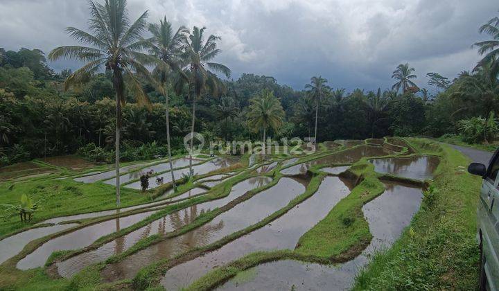 TANAH DENGAN VIEW SAWAH KEREN UDARA SEJUK COCOK INVESTASI  2