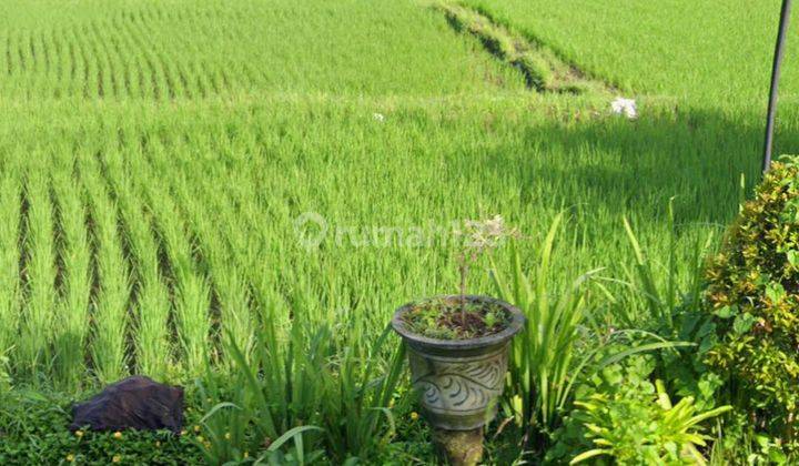 TANAH SEWA VIEW SUNSET DAN SAWAH CANTIK DI CENTER UBUD  1