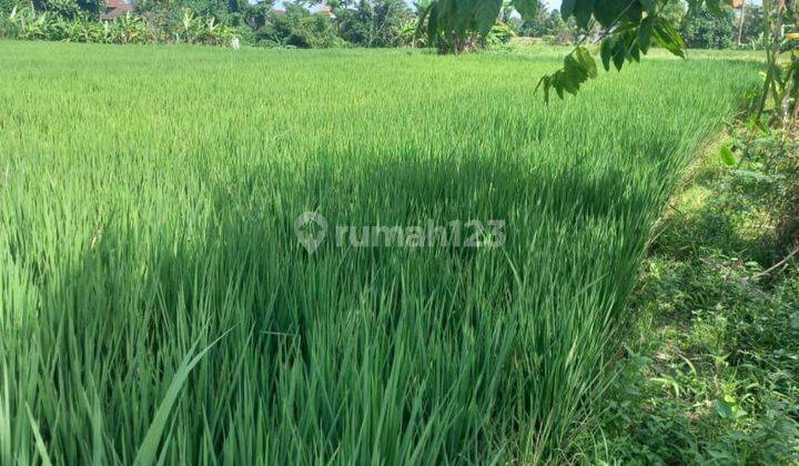 TANAH SEWA VIEW SAWAH CANTIK DEKAT CENTER UBUD  1