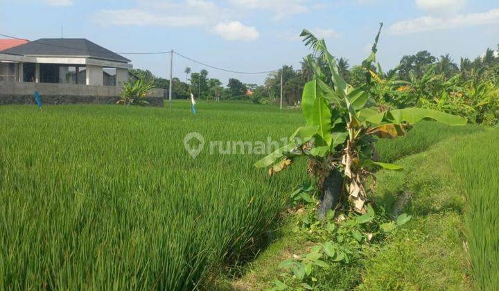 TANAH SEWA VIEW SAWAH CANTIK DEKAT CENTER UBUD  2