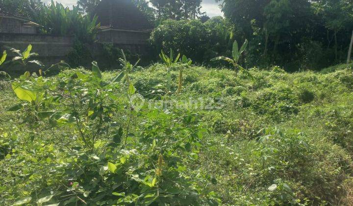 TANAH SEWA VIEW SAWAH DI LODTUNDUH UBUD COCOK VILLA RENTAL  1