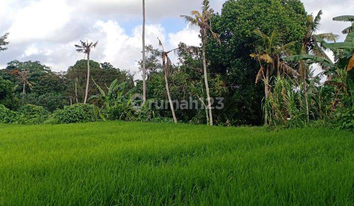 BEAUTIFUL RICE VIEW LAND SUITABLE FOR CHEAP PRICE VILLA  1