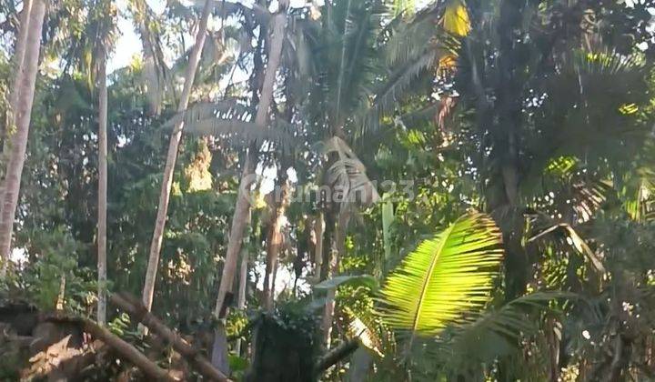 LAND FOREST VIEW ENVIRONMENT VILLA CHEAP PRICE NEAR UBUD CENTER  2