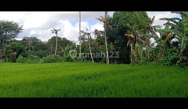 BEAUTIFUL RICE VIEW LAND SUITABLE FOR VILLA RENTAL AT CHEAP PRICES  1