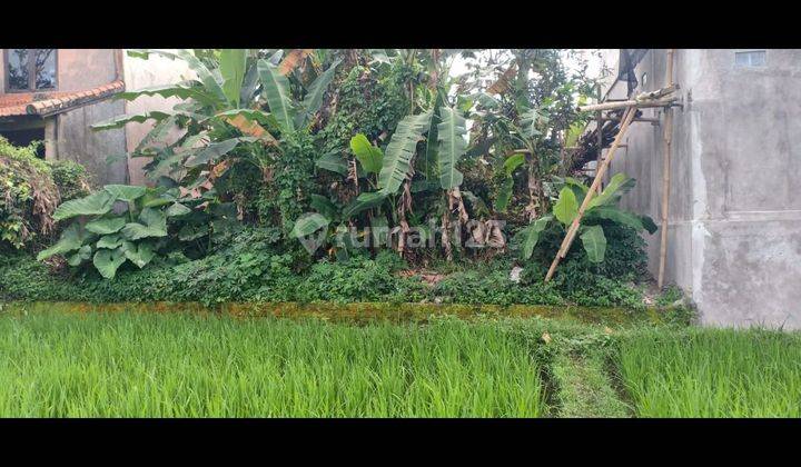 BEAUTIFUL RICE VIEW LAND SUITABLE FOR VILLA RENTAL AT CHEAP PRICES  2