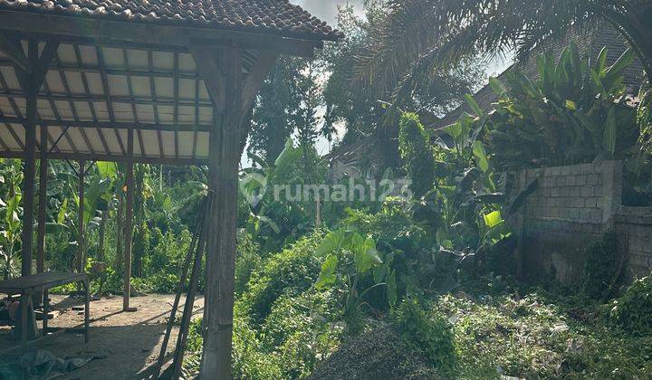 SUPER CHEAP ROADSIDE LAND IN UBUD 2