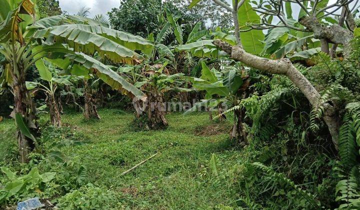 TANAH VIEW SAWAH LINGKUNGAN VILLA ZONA KUNING SIAP BANGUN VILLA  2