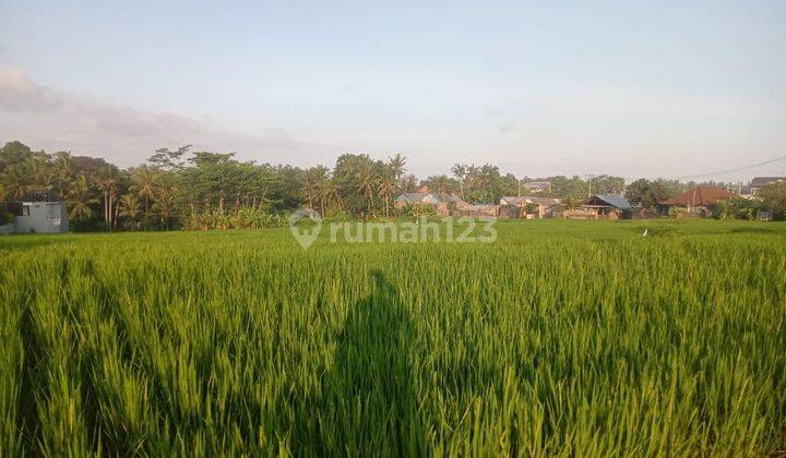 TANAH ZONA KUNING VIEW SAWAH ABADI DEKAT JALAN UTAMA  1