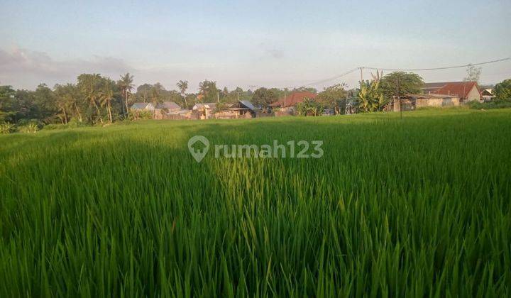 TANAH ZONA KUNING VIEW SAWAH ABADI DEKAT JALAN UTAMA  2