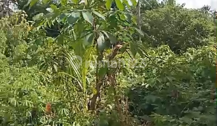 Tanah View Hutan Sawah Lingkungan Villa 