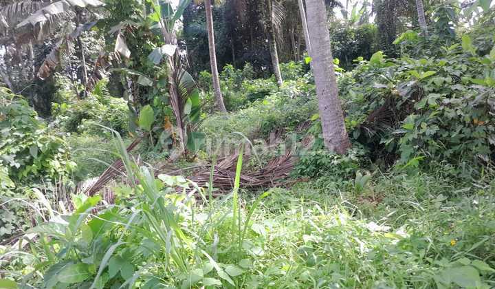 Tanah Sewa Zona Kuning View Sungai Hutan Siap Bangun Villa