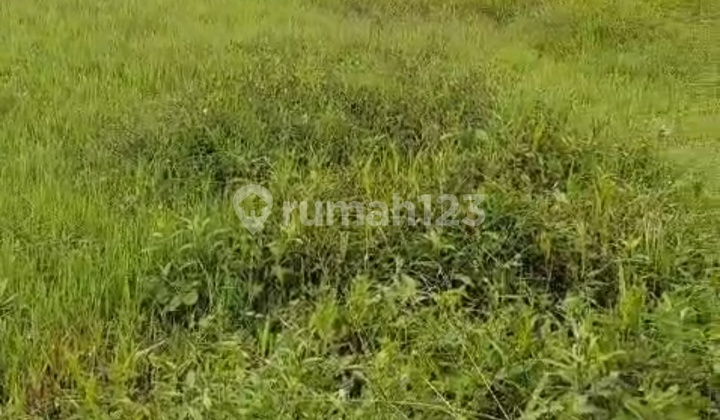 Tanah Sewa Central Ubud Pink Zona Siap Bangun Villa 