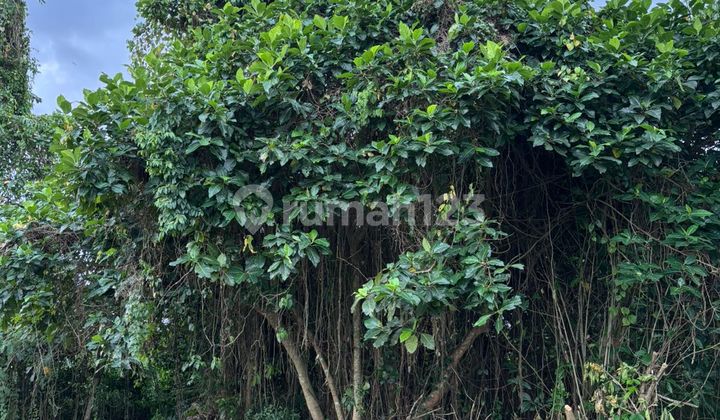 Cheapest Yellow Zone Land with Alang-Alang View Ubud