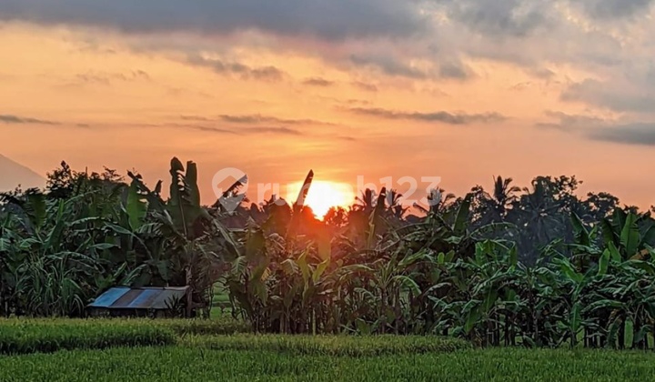 Tanah View Sawah Sunset Harga Murah di Ubud Tanah View Sawah Sunset Harga Murah di Ubud