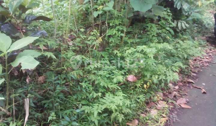 Land for Sale in Tegalalang Taro View Forest Land for Sale in Tegalalang Taro View Forest