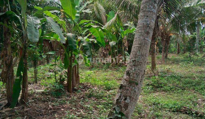 LAND FOR RENT IN UBUD AREA FLAT LAND CONTOUR 1