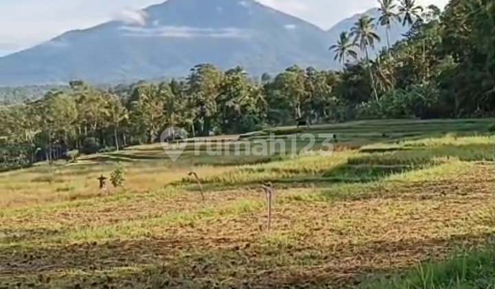 View Gn Batukaru Lembah Sawah Keren Di Penebel 1