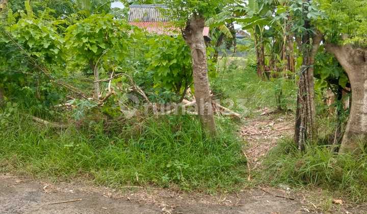 Rice Field View Lease Land Suitable for Villa Rental Near Ubud and Sanur Rice Field View Lease Land Suitable for Villa Rental Near Ubud and Sanur