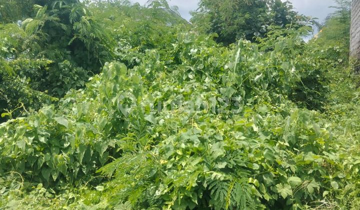 Tanah Murah Dkt Air Terjun Tegenungan Lingk Villa Tanah Murah Dkt Air Terjun Tegenungan Lingk Villa