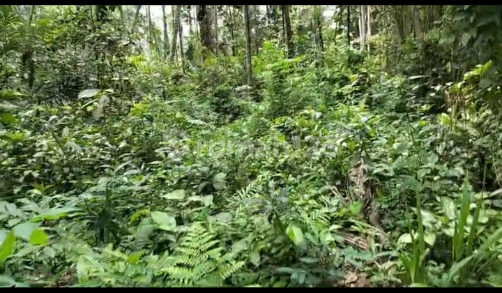 Tanah Sewa View Hutan Sayan Ubud Harga Murah 