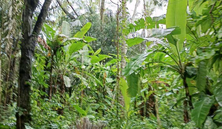 Tanah View Jungle Dekat Pantai Candidasa Cocok Villa  1