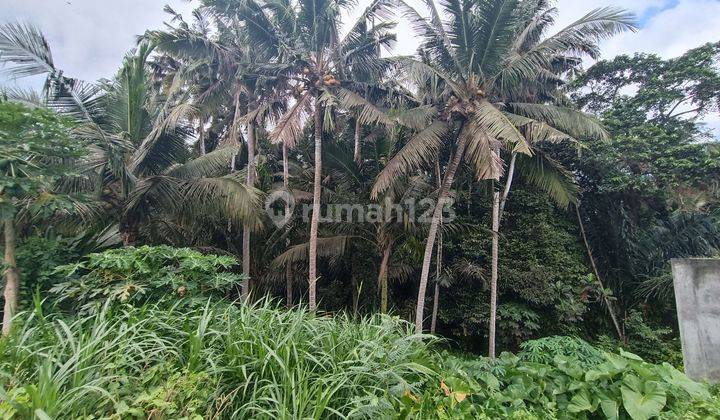 YELLOW ZONE LAND FOREST AND RIVER VIEW LUXURY VILLA SURROUNDING 2