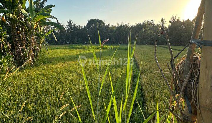 TANAH DEKAT PANTAI HARGA MURAH VIEW SAWAH 2