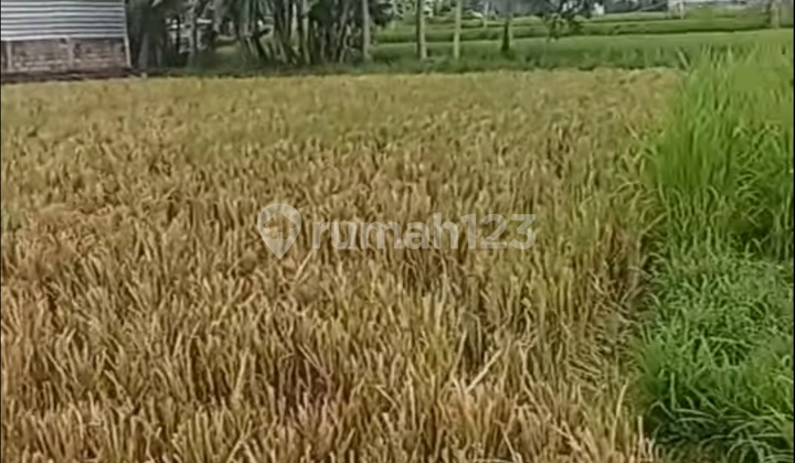 Jual Sawah untuk Investasi atau Rumah Pribadi Lingkungan Tenang