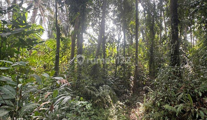 Tanah Zona Kuning Los Sungai Hutan Cocok Vila Rental  2