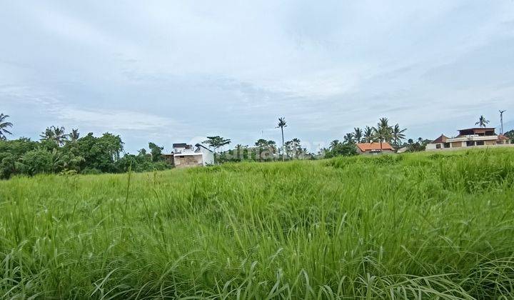 Tanah Sewa Cocok Villa Resto Cafe View Sawah Siap Bangun 1