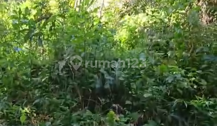 Tanah Murah Untuk Vila Dan Investasi View Hutan Sungai 
