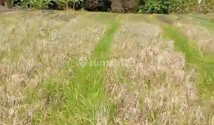 BEAUTIFUL RICE FIELD VIEW LAND IN TUMBAK BAYUH CHEAP PRICE 1