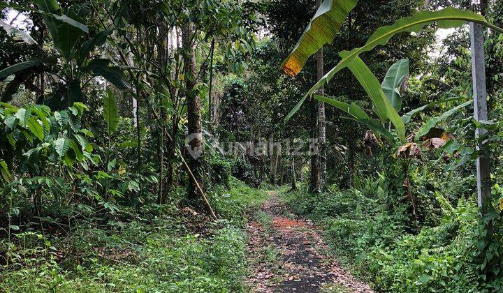 Tanah Disewa Area Ubud akses Mobil Dan Jalur Listrik Tersedia 1