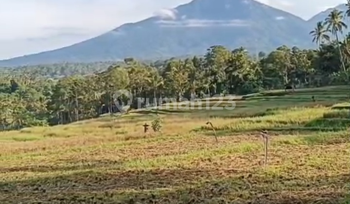 View Gn Batukaru Lembah Sawah Keren Di Penebel 2